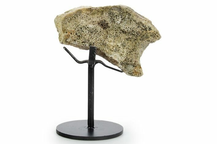 Fossil Hadrosaur Vertebra Section w/ Metal Stand - South Dakota #354308